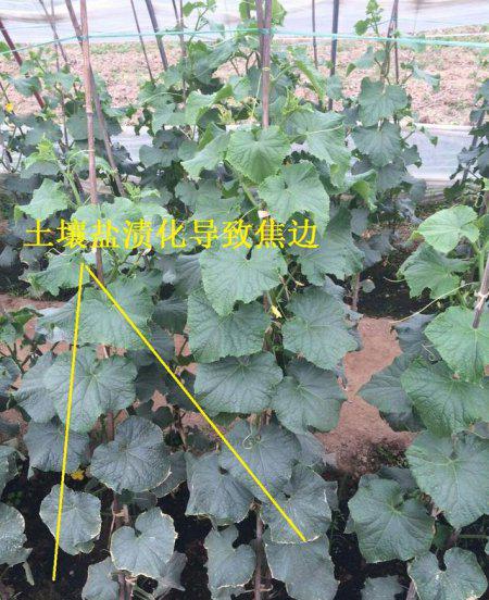 黄瓜叶片镶金边怎么回事