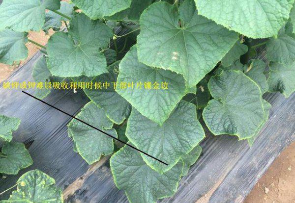 黄瓜叶片镶金边怎么回事