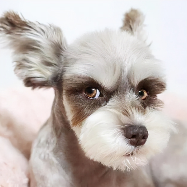 千万不要打雪纳瑞