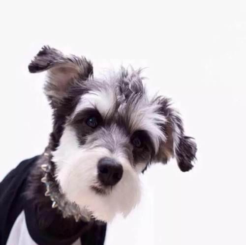 千万不要打雪纳瑞