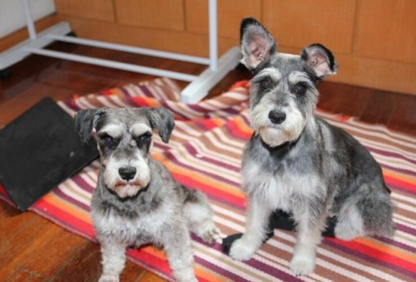 千万不要打雪纳瑞