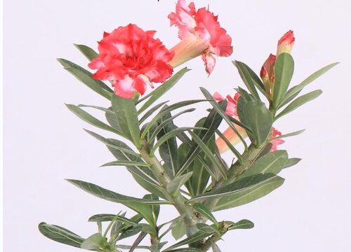 沙漠玫瑰花期是什么时候