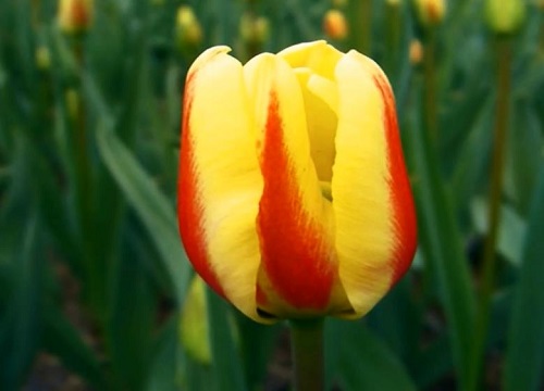 郁金香的颜色有哪些