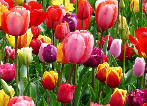 郁金香的颜色有哪些