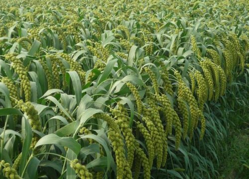 粟是什么农作物 指哪类农作物