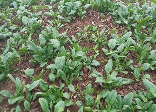 二月份适合种什么蔬菜