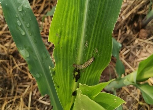 玉米病虫害防治技术和方法措施