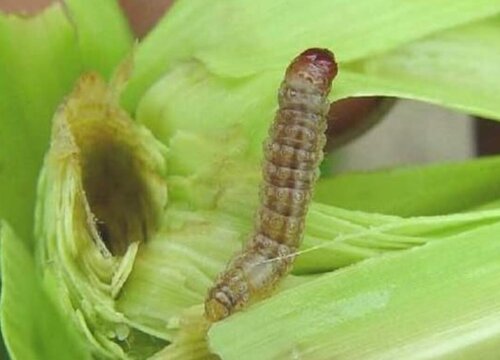 玉米病虫害防治技术和方法措施