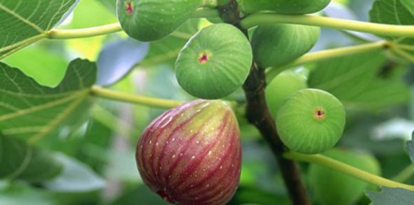 菩提是什么材料做成的