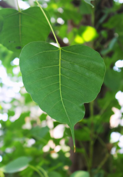 菩提是什么材料做成的