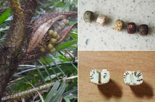 菩提是什么材料做成的