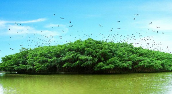 菩提是什么材料做成的