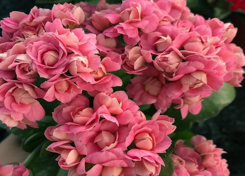 长寿花叶子长白灰是什么原因