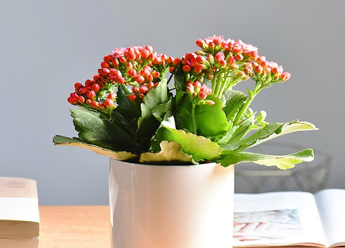 长寿花叶子长白灰是什么原因