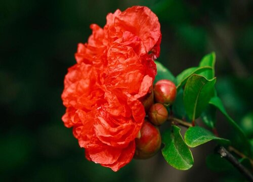 石榴花的花语是什么