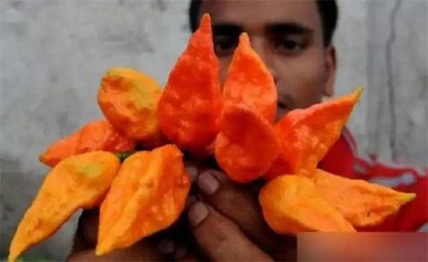 最辣的辣椒排名第一