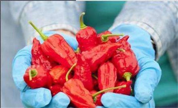 最辣的辣椒排名第一