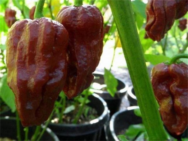 最辣的辣椒排名第一