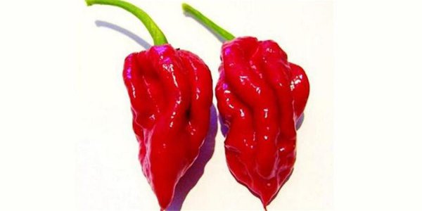 最辣的辣椒排名第一