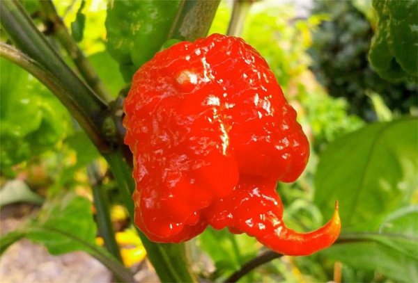 最辣的辣椒排名第一