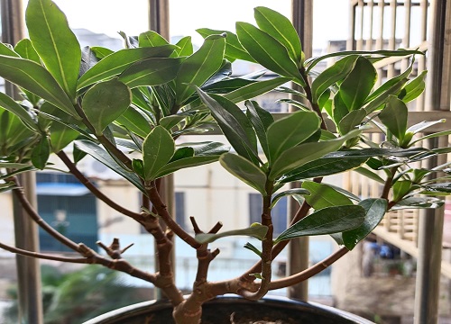 瑞香花的养殖方法和注意事项