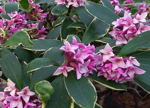 瑞香花的养殖方法和注意事项