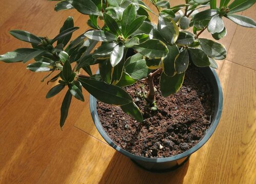 瑞香花的养殖方法和注意事项