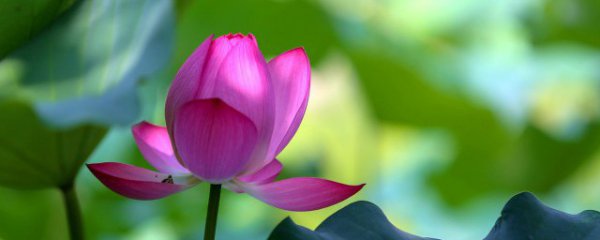 什么时候进二伏天