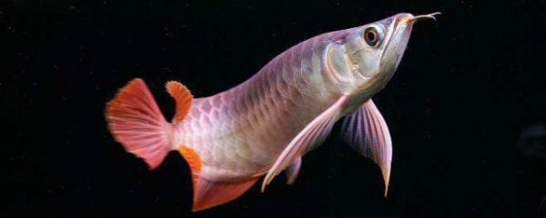 龙鱼掉鳞片多久长好