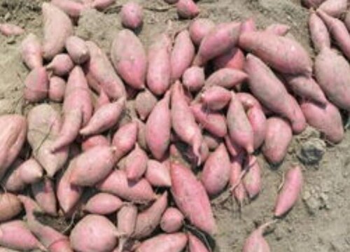 红薯生长期是多少天收获