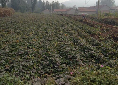 红薯生长期是多少天收获