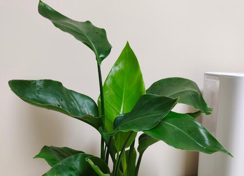 鹤望兰怎么过冬天