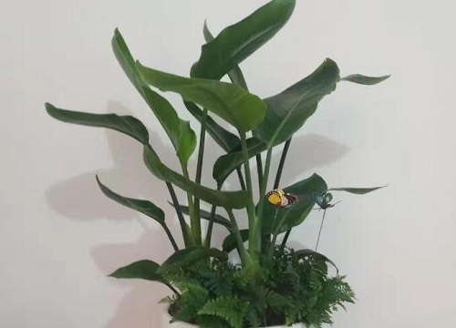 鹤望兰怎么过冬天