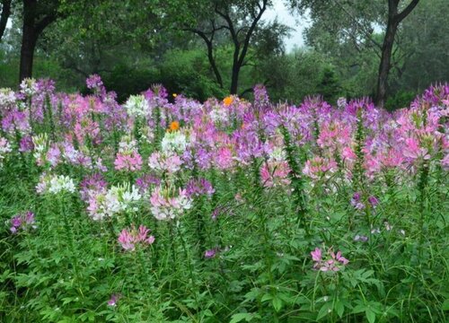 醉蝶花什么时候播种