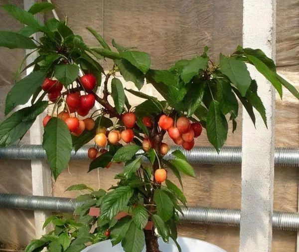 盆栽车厘子怎么种植方法