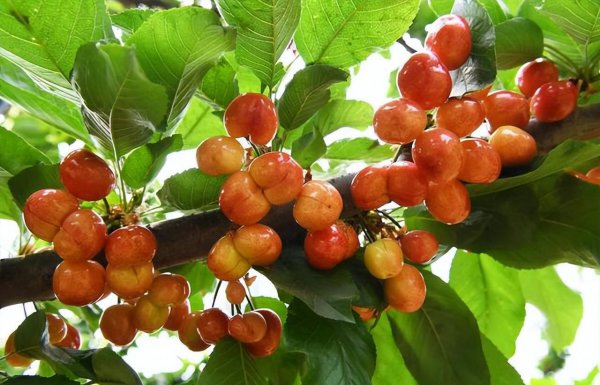 盆栽车厘子怎么种植方法