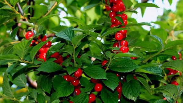 盆栽车厘子怎么种植方法