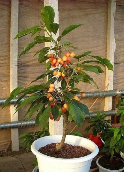 盆栽车厘子怎么种植方法