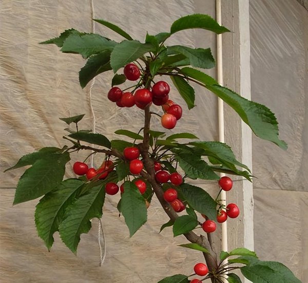 盆栽车厘子怎么种植方法