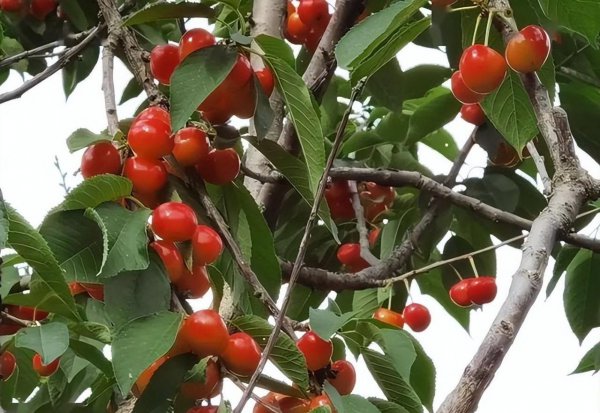 盆栽车厘子怎么种植方法
