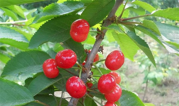 盆栽车厘子怎么种植方法