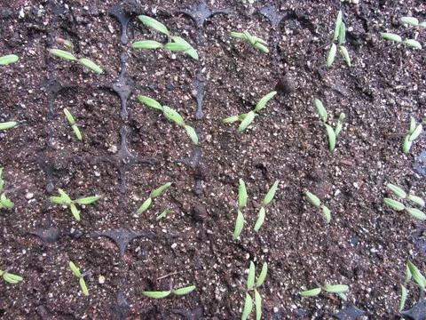 西红柿从播种到定植多长时间