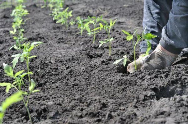 西红柿从播种到定植多长时间
