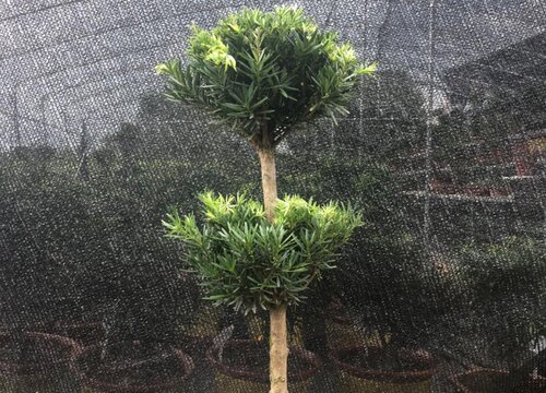 米叶罗汉松怎么修剪