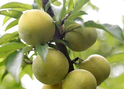 李树是什么树 长什么样子