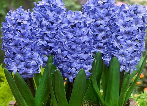 风信子开花多久凋谢