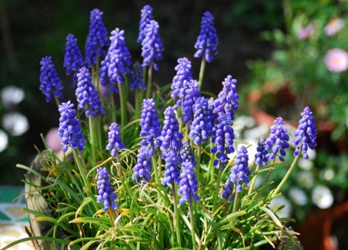 风信子开花多久凋谢