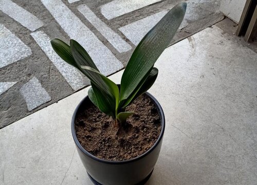 君子兰喷叶面肥都有哪些讲究