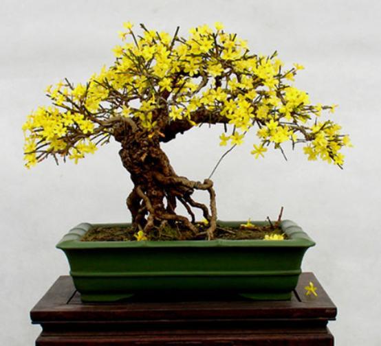 怎么养迎春花才能让根部粗