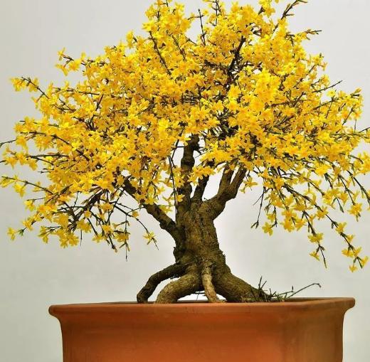 怎么养迎春花才能让根部粗